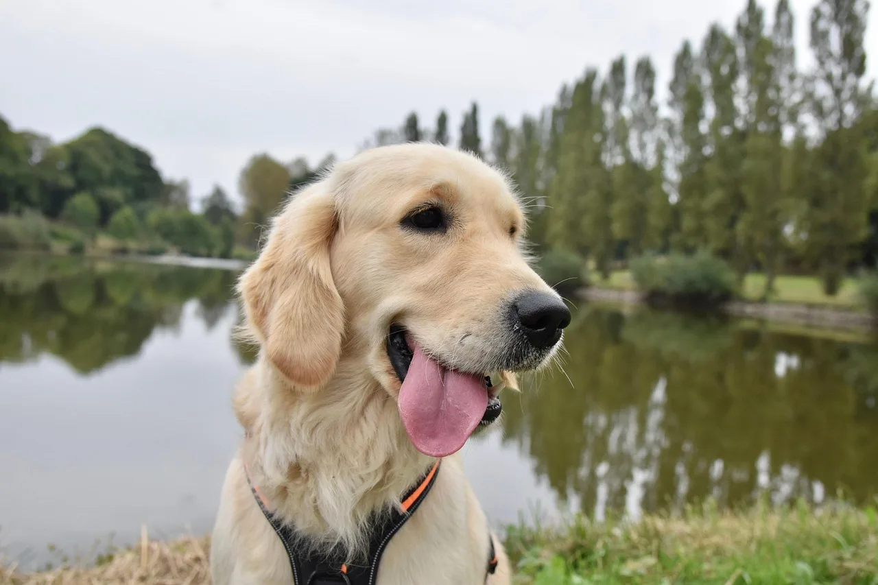 golden retriever, dog, pet, animal, canine, golden retriever sirena, service dog. How Service Dog Rules Work in U.S. National Parks
