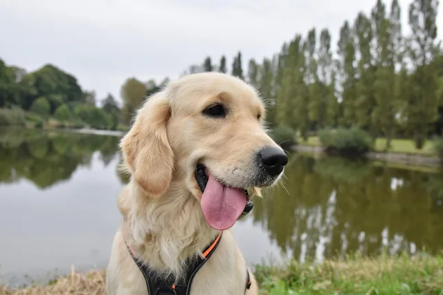 golden retriever, dog, pet, animal, canine, golden retriever sirena, service dog. How Service Dog Rules Work in U.S. National Parks